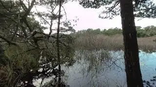 Water Ripples in a Coastal Marsh