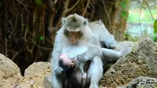 Seriously First Time, Youngest Mom Monkey Weaning New Born Baby  So Hard, Full Video Of This