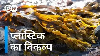 एल्गी और मायसीलियम देंगे प्लास्टिक को टक्कर [Green alternatives of Plastic- Algae and mycelium]
