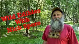 Wild Edibles with Nick Spero: Elderberry and Greenbrier