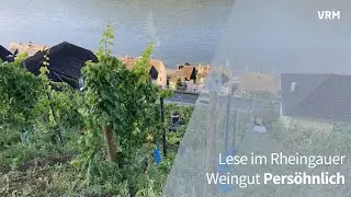 Weinlese in den Steillagen von Lorchhausen