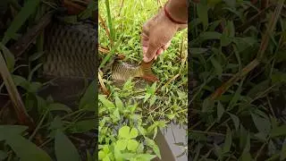 Desi koi mach | hook fishing | koi Fish catching |Today catching koi fish#fishing #handfish