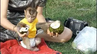 Baby Dodo Invited Everyone To Eat Soursop Fruit, Dodo Love Soursop