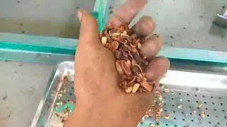 Automatic Pine nut Grading sorting Pine nut Shelling Machine Processing line