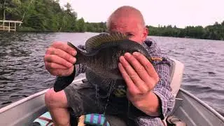 Catching a master angler bluegill in the UP