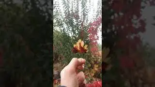 autumn colors in Armenia