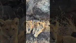 Tiny Kings in Waiting: Lion Cubs Holding the Pride Together at MalaMala