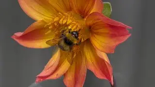 Bumblebee on Brilliant Orange and Red Sunfire Star Dahlia Flower
