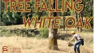 Falling Dangerous Oak Trees