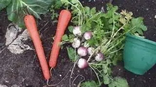 Allotment Diary : Christmas Dinner Gale force Storm Vegetable Harvest Mission.