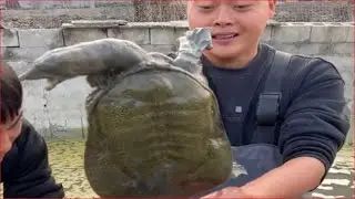 200块包下一口不起眼的甲鱼塘，最后却闹出乌龙，这样做到底对不对？