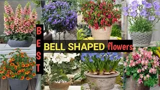 Grow Best Bell Shaped Flowers in Outdoors |Bell Shaped  flowers  Varieties 2022|@AdmiringPlants