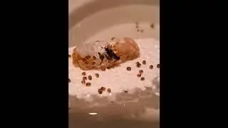 Timelapse of Mystery Snails Hatching