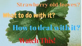 HOW TO TAKE CARE OF THE STRAWBERRY PLANTS THE WAY WE DO IT, Tam-awan Berry Garden