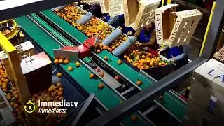 Fruit grading system working