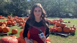 Pumpkin Volcano Halloween Science Experiment!