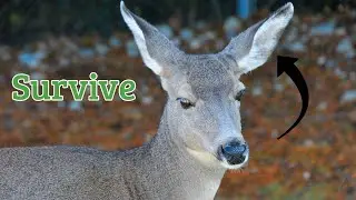 How To Evade & Avoid Predators