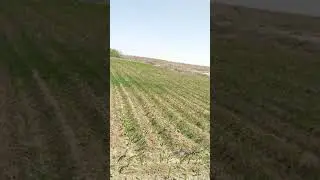تكلفه فدان الذره الابيض مع ضيف متميز للتواصل 01125123076