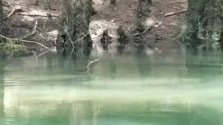 anhinga release 6 7 20