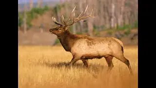 [Elk] Incredible Elk Facts || Elk Appearance, Elk Behavior, Elk Habitat