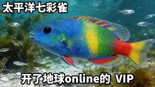 海洋生物盲盒开到奇幻海洋生物！太平洋七彩雀，他好像开了VIP，怎么可以切换皮肤