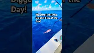 This last day of snapper season was absolutely LOADED #offshorefishing #biggrouper #fishusa