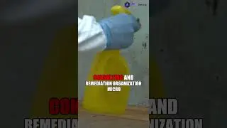 Certifications in Mold Remediation || #shorts #moldcleanup #moldcleaning #moldremoval