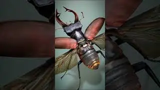 Inside The Stag Beetle's Body!