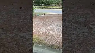 Driveway Crows Get Cawed Up in Traffic