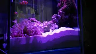 カニハゼくん食べた？