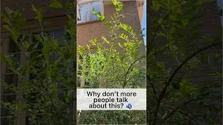 🫐 DON&rsquo;T overlook this when selecting blueberry varieties #gardening