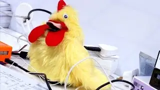Tweeting Chicken - PiFace interface for Raspberry Pi
