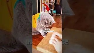 Интеллект этой кошки вас удивит😱🐈
