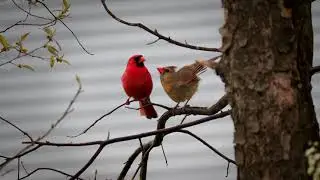Loves in the Air -- Cardinal Mating 4k
