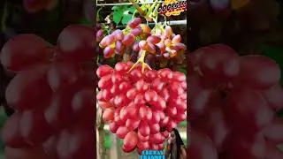 YUMMY GRAPES #SHORTS