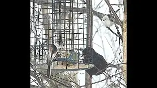 Stj&auml;rtmesar, bl&aring;mes, talgoxe och koltrast vid f&aring;gelmatning.blue tit, great tit,blackbird, tailtit