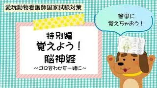【愛玩動物看護師】特別編　覚えよう！脳神経