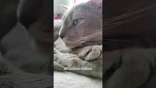 Судьба тебе носки послала 