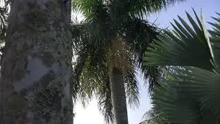 PS28 - Cuban Royal Palm Tree - Roystonia Regis - First Flower/Seed Bract - November 26, 2019