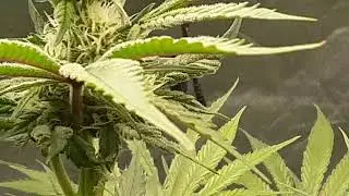 #floraflex updates middle week 4 and amazing results with this setup