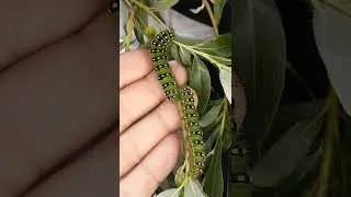 Emperor Moth Caterpillars / Saturnia pavonia