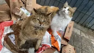 Cute Cats living on the street. These cats are beautiful.  😍