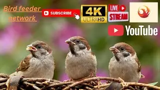 🔴Live stream🕊️ Bird feeder Network Rotherham UK 4K ultra HD
