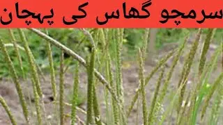 سلاٸی سٹی جڑی بوٹی کا تدارک || alopecurus myosuroides|| silai sitti ki pehchan || surmacho jari boti