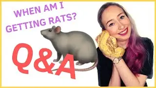 WHATS MY FAVOURITE SNAKE & WHEN AM I GETTING RATS? |  Ask Anacondriac