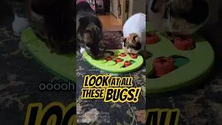 The Best Part Is When Cats See Their Presents