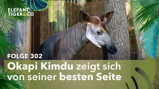Okapi zeigt seine Kurven (Folge 302) | Elefant, Tiger & Co. | MDR