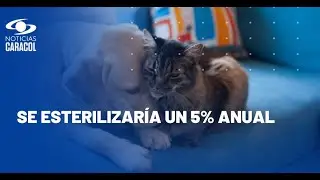 ¿Para cuáles animales será gratuita la esterilización de perros y gatos?