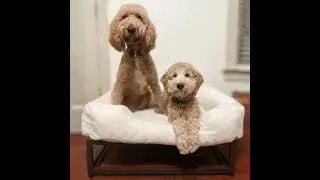 Luxury Raised Dog Beds for Large Dogs &ndash; Comfort Meets Style by F&Uuml;ZI Pets #puppy #furfamilyfun #fuzi