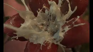 VFX Showreel (2019) - Jack Yu